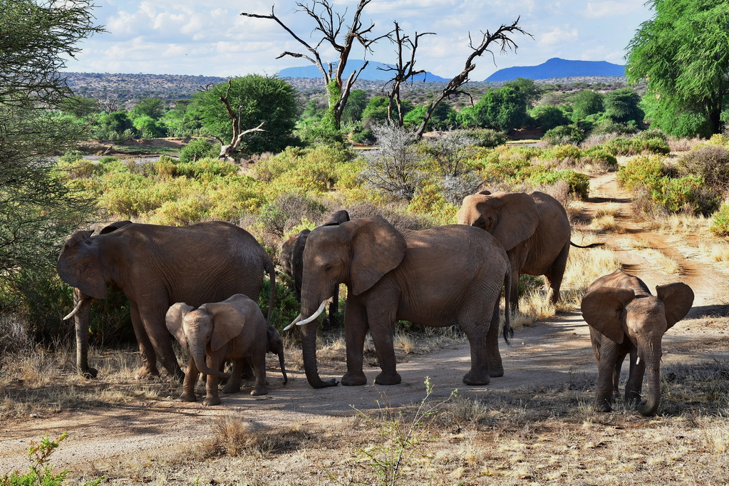Buffalo Springs Nat. Reserve
